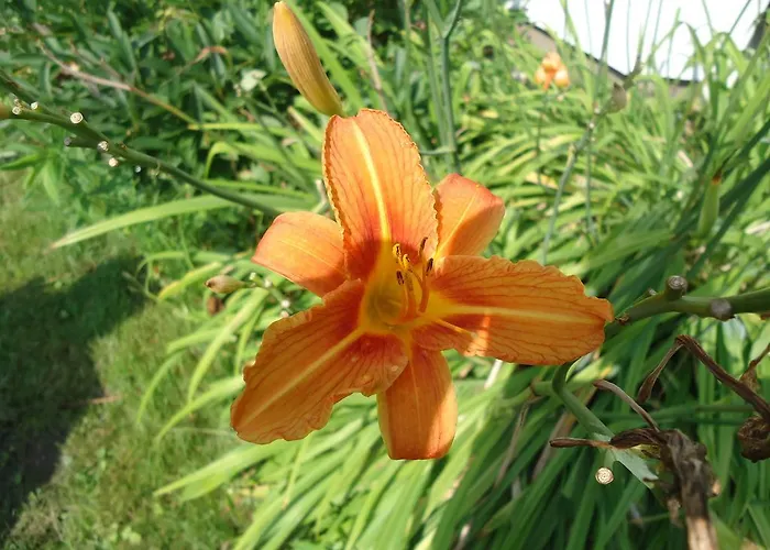 Fritz Schoene Lage Im Gruenen Mit Regionaler Kueche Kostenfreien Parkplaetzen Und E Ladestation فندق